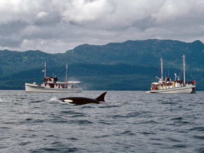 Boats that follow orca-encounter protocol may escape unscathed — but if an orca's in a particular mood, all bets are off