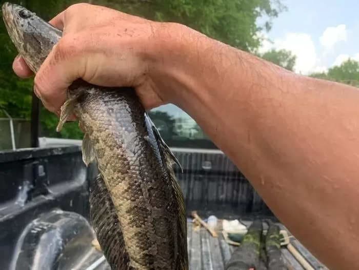 A 'Frankenfish' that can live without water for days and officials instruct to kill on sight was spotted deep in Missouri, worrying conservationists