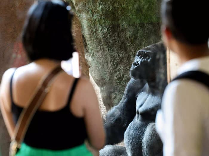 The Toronto Zoo wants visitors to stop showing a 'fascinated' gorilla their phones so he can just 'hang out with his brother' and 'be a gorilla'