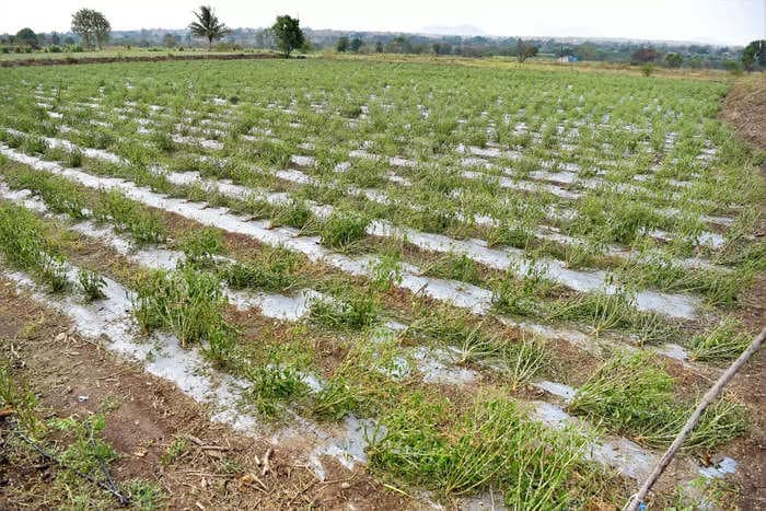 India sows more millets and less rice this kharif season