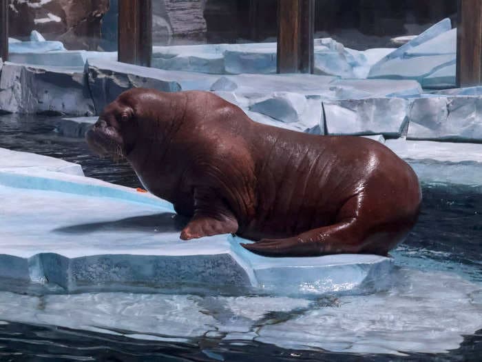 SeaWorld's newest park in Abu Dhabi has no orcas but does have a walrus mom named Smooshi. Take a look inside.