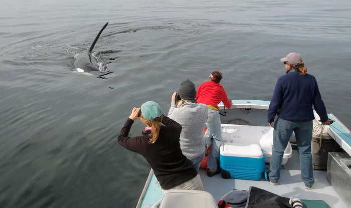 A wildlife filmmaker who documents whales says orcas likely aren't attacking boats to eat people, since they can feast on swimmers if they want