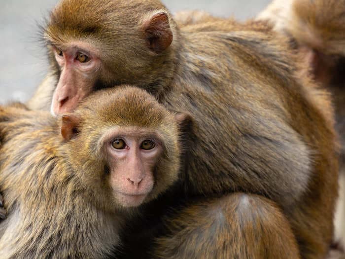 Scientists discover gay behaviors are not only common in male monkeys, but may give them an evolutionary edge