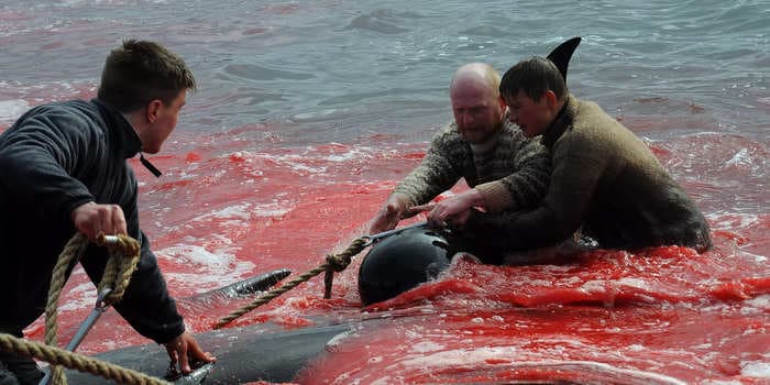 A British cruise ship operator apologized after passengers watched 78 dolphins get slaughtered, part of the centuries-old whaling tradition of the Faroe Islands