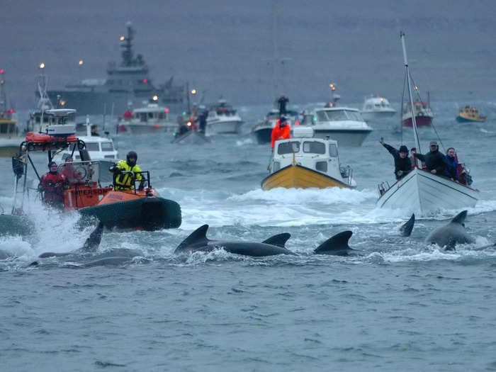 Marine conservationists were among cruise ship passengers who witnessed 78 whales being slaughtered