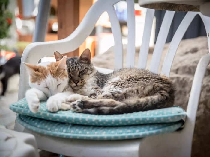 The Mediterranean 'island of cats' is facing disaster as 300,000 felines are estimated to have died from COVID, say animal advocates