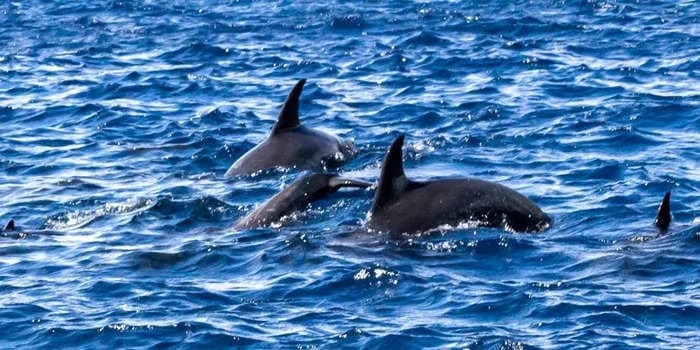 4 people were wounded in a spree of rare dolphin attacks off a beach in Japan, reports say