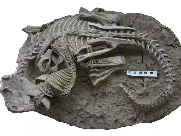 A new fossil shows a prehistoric badger-like mammal and a dinosaur locked in 'mortal combat'