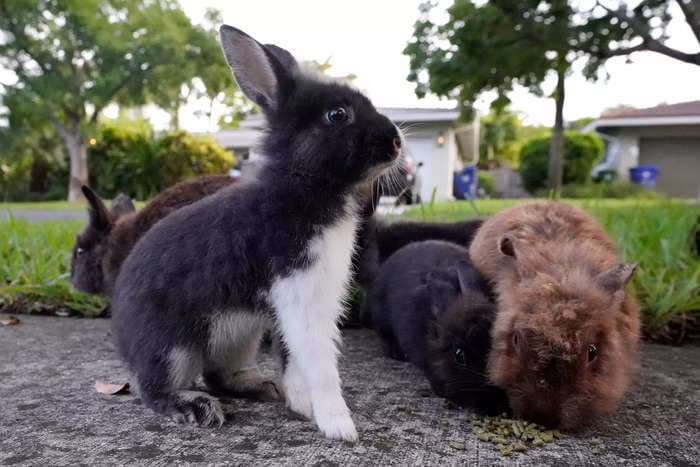 A Florida suburb is facing an adorable invasion of exotic rabbits after a breeder let them loose and they started multiplying ... like rabbits