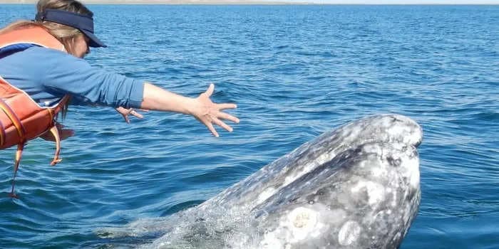 A video of a whale appearing to ask for humans to remove parasites went viral. An expert says tourists are hurting the creatures, not helping.