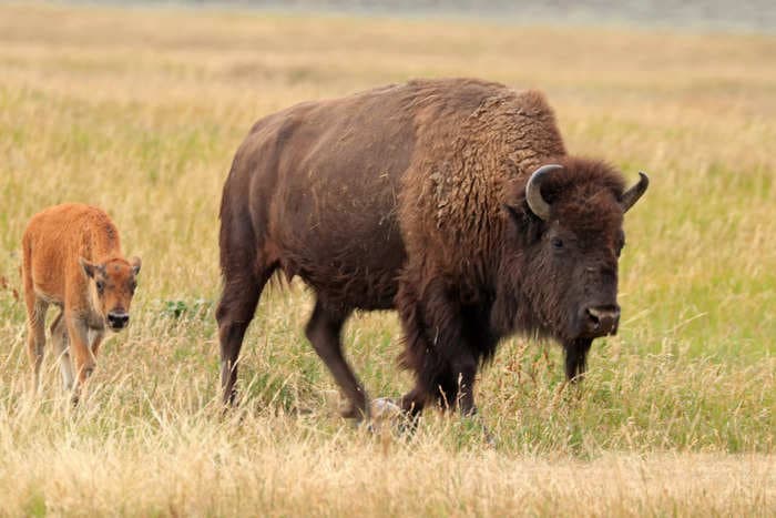 Stop going near bison! 2 tourists were gored in national parks in a week and officials are urging people to stay away.