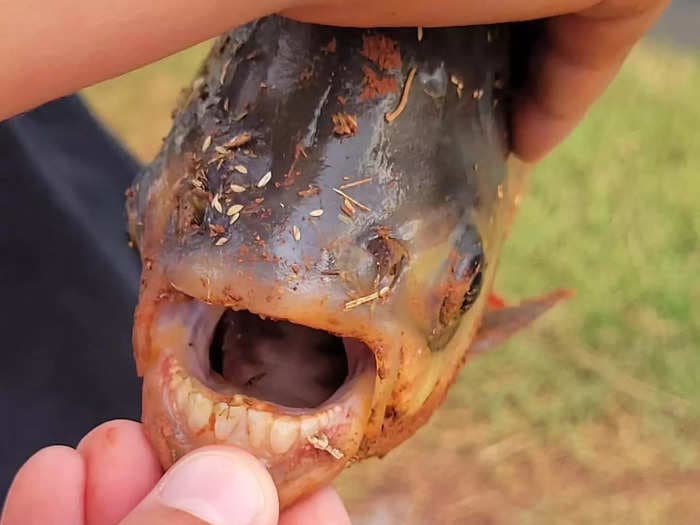 An 11-year-old boy told his mom he caught a piranha in an Oklahoma pond. She thought he was being dramatic — and then she saw its teeth.