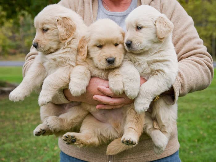 The beloved golden retriever breed turned 789 this year — in dog years