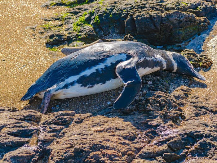 More than 2,000 dead penguins washed up on Uruguay's coast. A bird expert says they can't pinpoint a cause.