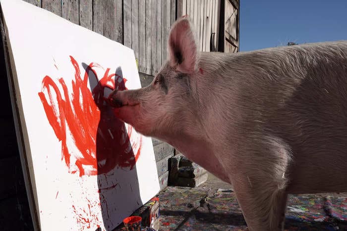 A hog named Pigcasso is famed for painting abstract portraits and has sold $1 million worth of art, her rescuer says