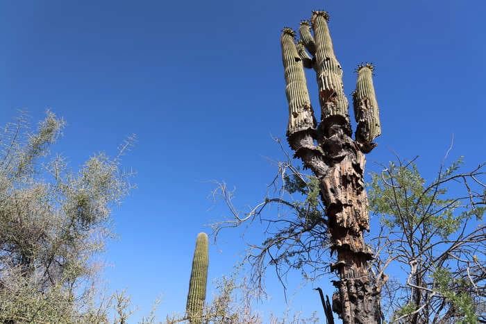 Saguaro cacti typically live 150 to 175 years, but Arizona's heatwave is making them topple over and die 
