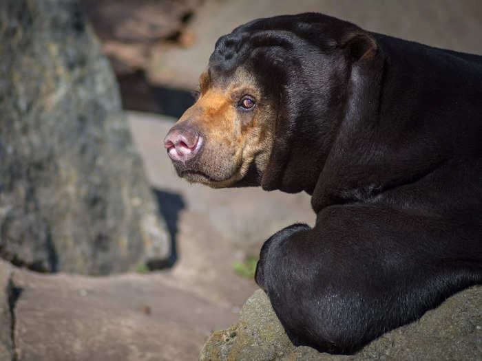 A zoo in China denied that its bears were ‘humans in disguise’ after photos showed one standing on its hind legs with pant-like folds on its rear