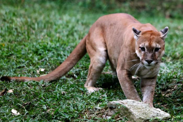 A mom stopped a cougar from attacking her 8-year-old child by screaming at it, Washington national park officials said