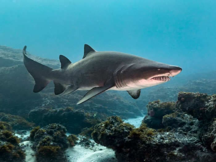 Sharks have bitten an unusually high number of people in New York this year. Two experts explain why and how to stay safe.