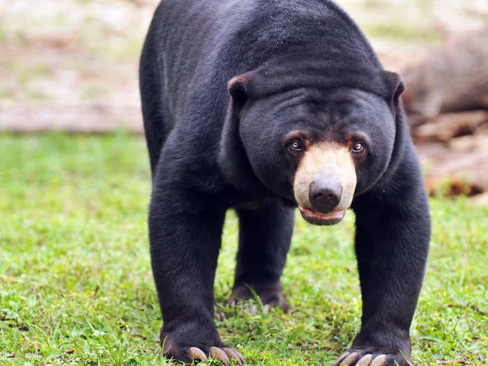 Bears that look suspiciously human are circulating online after a zoo in China denied using a person in a costume instead of a real bear