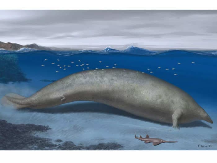 The partial skeleton of an ancient whale shows it could've weighed nearly as much as a Boeing 747, making it one of the heaviest animals ever