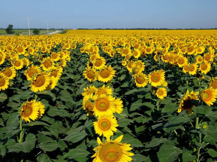 A Kansas farmer planted 1.2 million sunflowers for his wife as a gift for their 50th wedding anniversary