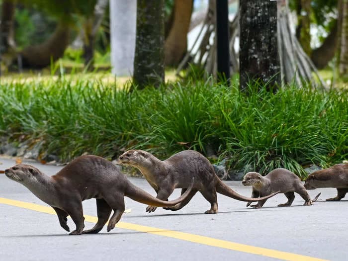 Today's Google Doodle in Singapore is a family of otters &mdash; and good thing, because these guys are national icons