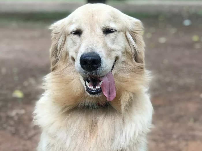 A golden retriever became an unwitting accomplice to a $1,300 bike theft after the suspect stopped to give out belly rubs before riding away