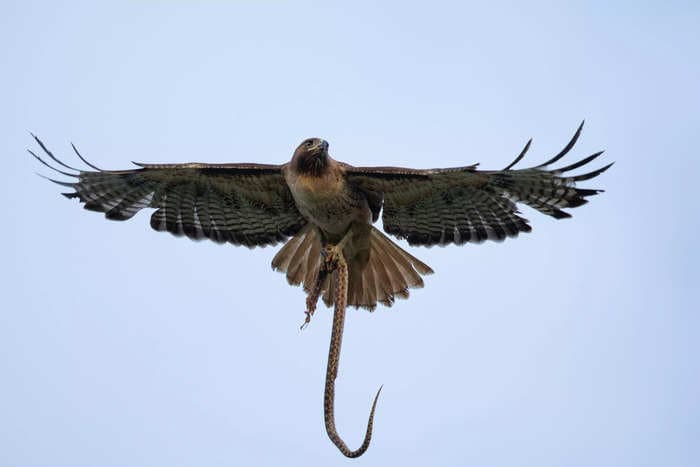 A snake fell from the sky onto a woman in Silsbee, Texas, while she mowed her lawn &mdash; then a hawk attacked them both