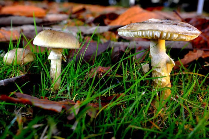 An Australian woman hosted her ex in-laws for lunch. Less than a week later, three of them died and police suspect poisonous mushrooms are to blame.