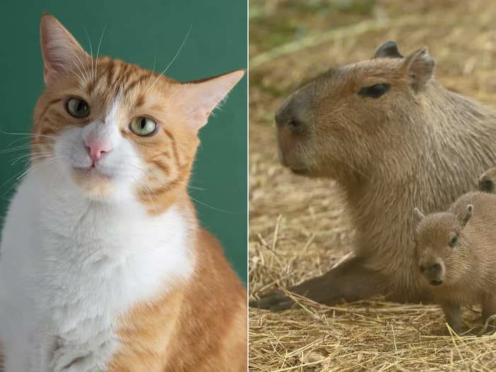 A bunch of capybaras adopted a stray orange cat in Malaysia, and now it's officially part of the enclosure at the country's national zoo