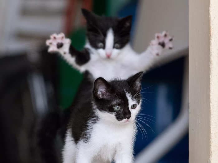 A playful photo of a kitten's sneak attack took the top prize in this year's Comedy Pet Photography Awards