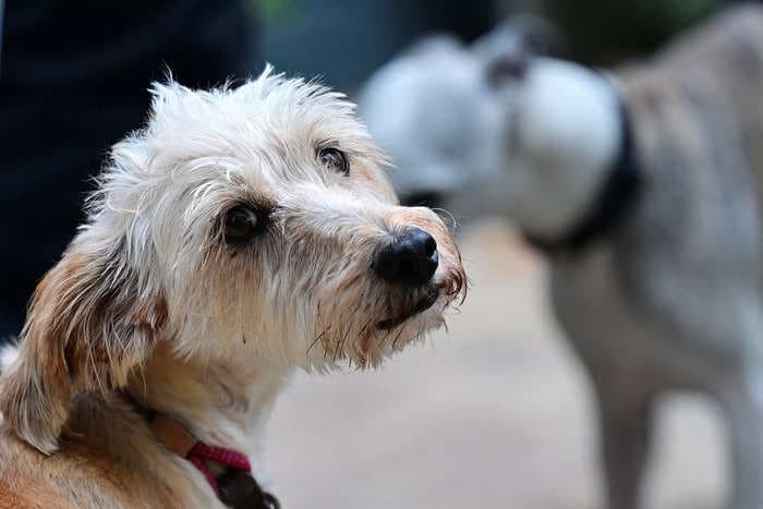 Thousands of holidaygoers in France are abandoning their pets on the way to the coast or countryside, local shelters say, with one organization already taking in 12,000 animals this summer