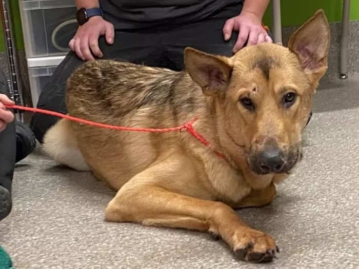 A German Shepherd arrived at the Kentucky Humane Society with a gunshot wound to the head. Now, he's found his 'furever home.'