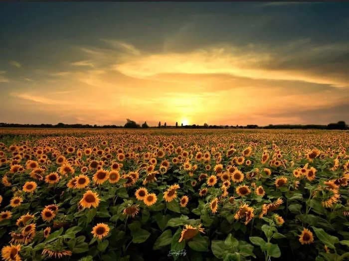 Owners of an English farm are begging visitors to stop posing naked for pictures in their sunflower field