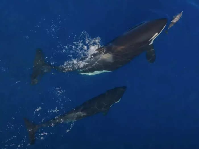 Graphic video shows orcas hunting and eating dolphins near San Diego. Orca scientist says they just like playing with their food.