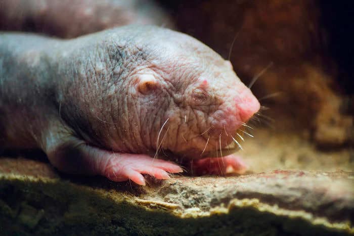 Naked mole rats are wrinkly, but they may hold the key to anti-aging. Here's how they stave off cancer and inflammation.