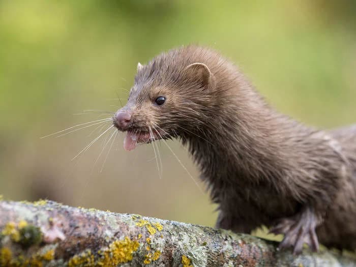 Animal rights activists released 3,000 minks from a Wisconsin farm during a late-night heist