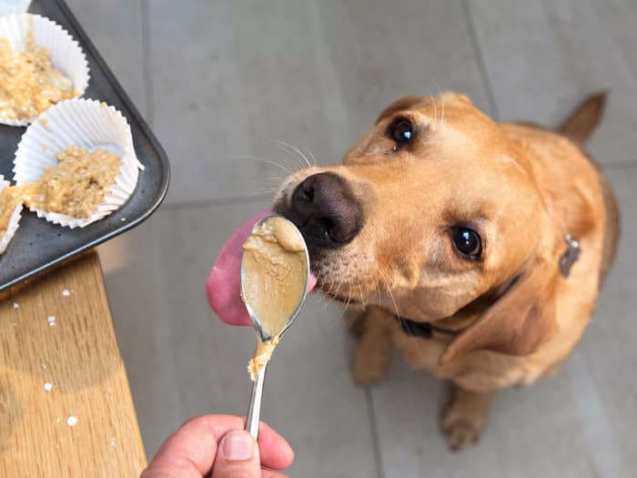 A pet wellness brand is offering dogs with 'bark-tastic social skills' and a tail that 'won't stop wagging' $100 an hour to be peanut butter ambassadors