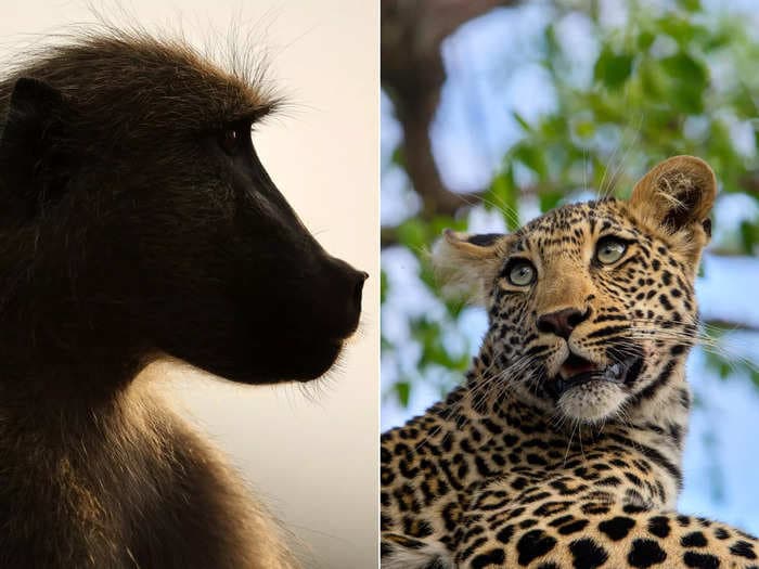 If you're having a bad day, cheer up — at least you aren't this leopard getting beat up by a horde of baboons