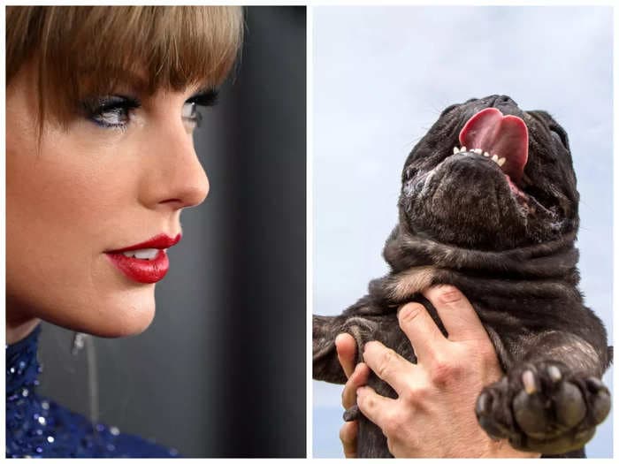 Swifties are taking their love to the next level by spinning their animals to Taylor Swift's 'August' and capturing their terrified reactions on camera