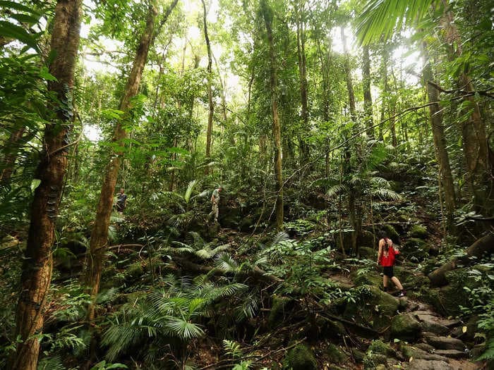 Extreme heat could make photosynthesis impossible for tropical trees and plants that may all die as a result, a new study found.