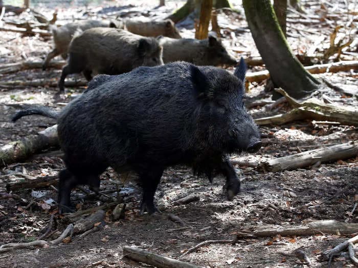 Bavarian boars may be radioactive because of truffles contaminated by nuclear weapon testing decades ago