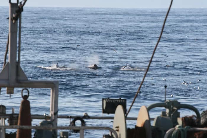 Whales swimming behind fishing vessels catch an easy feast of escaped fish, but experts warn this 'free meal' is risky, potentially lethal behavior