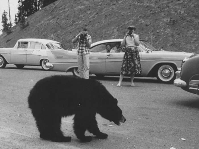 7 photos show that tourists have always been brazen at US national parks