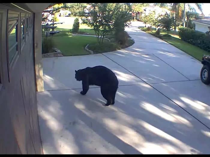 A 3-legged bear known as 'Tripod' busted into a Florida home and drank 3 White Claws from family's mini fridge
