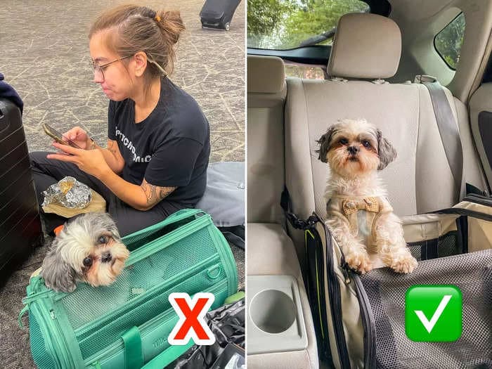 I've driven and flown cross-country with my dog. Here's how the experiences compare &mdash; and why I prefer to take her on road trips.