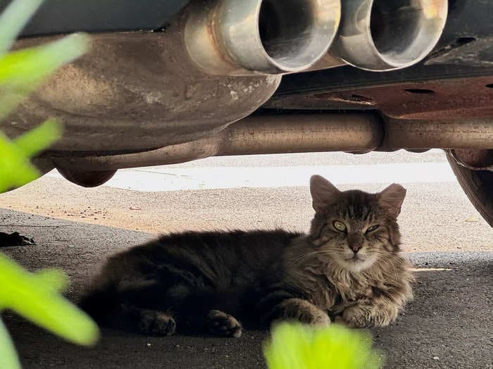 Australia wants to force cats to stay inside or give them a curfew because they are murdering so many other animals they are a threat to the country's biodiversity