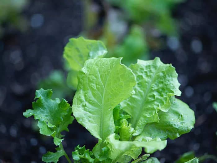 Lettuce nutrition 101: Unlocking the health benefits of this leafy gem