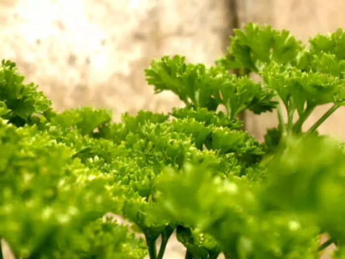 Parsley: The versatile herb with remarkable benefits